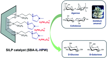 Graphical abstract: SBA-15 supported ionic liquid phase (SILP) with H2PW12O40− for the hydrolytic catalysis of red macroalgal biomass to sugars