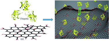 Graphical abstract: Unraveling the dynamic nature of protein–graphene oxide interactions