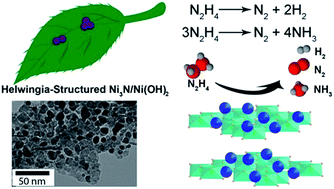 Graphical abstract: Synthesis and property of a Helwingia-structured nickel nitride/ nickel hydroxide nanocatalyst in hydrazine decomposition
