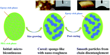 Graphical abstract: Fabrication of a superhydrophilic epoxy resin surface via polymerization-induced viscoelastic phase separation