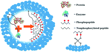 Graphical abstract: Porous anatase TiO2 derived from a titanium metal–organic framework as a multifunctional phospho-oriented nanoreactor integrating accelerated digestion of proteins and in situ enrichment