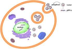 Graphical abstract: Dendrimer-entrapped gold nanoparticles modified with β-cyclodextrin for enhanced gene delivery applications