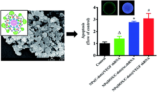 Graphical abstract: Chitosan hybrid nanoparticles as a theranostic platform for targeted doxorubicin/VEGF shRNA co-delivery and dual-modality fluorescence imaging