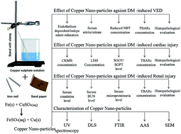 Graphical abstract: Synthesis and preliminary therapeutic evaluation of copper nanoparticles against diabetes mellitus and -induced micro- (renal) and macro-vascular (vascular endothelial and cardiovascular) abnormalities in rats
