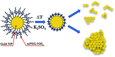 Graphical abstract: Aggregation kinetics and cluster structure of amino-PEG covered gold nanoparticles