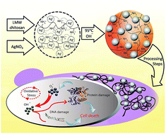 Graphical abstract: Comparative study of preparation, characterization and anticandidal activities of a chitosan silver nanocomposite (CAgNC) compared with low molecular weight chitosan (LMW-chitosan)