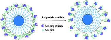 Graphical abstract: pH-Responsive liquid crystal double emulsion droplets prepared using microfluidics