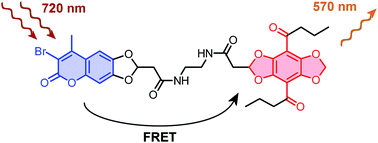Graphical abstract: Two-photon FRET pairs based on coumarin and DBD dyes