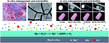 Graphical abstract: Synergistic effect of a biodegradable Mg–Zn alloy on osteogenic activity and anti-biofilm ability: an in vitro and in vivo study