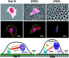 Graphical abstract: Titanium nanotubes induce osteogenic differentiation through the FAK/RhoA/YAP cascade