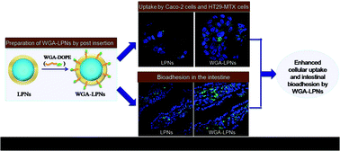 Graphical abstract: Wheat germ agglutinin modification of lipid–polymer hybrid nanoparticles: enhanced cellular uptake and bioadhesion