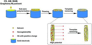 Graphical abstract: Preparation of hemoglobin imprinted polymers based on graphene and protein removal assisted by electric potential