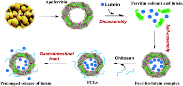 Graphical abstract: Fabrication and characterization of ferritin–chitosan–lutein shell–core nanocomposites and lutein stability and release evaluation in vitro