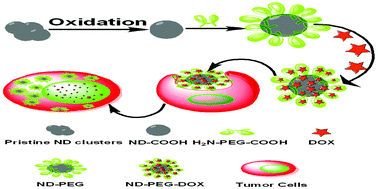 Graphical abstract: pH-sensitive nanomedicine based on PEGylated nanodiamond for enhanced tumor therapy