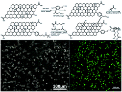 Graphical abstract: Biocompatible graphene nanosheets grafted with poly(2-hydroxyethyl methacrylate) brushes via surface-initiated ARGET ATRP