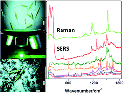 Graphical abstract: Live diatoms facing Ag nanoparticles: surface enhanced Raman scattering of bulk cylindrotheca closterium pennate diatoms and of the single cells