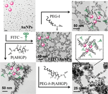 Graphical abstract: Spectroscopic and electron microscopic analysis of bi-ligand functionalized glycopolymer/FITC–gold nanoparticles