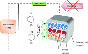 Graphical abstract: Enhanced bioelectrochemical reduction of p-nitrophenols in the cathode of self-driven microbial fuel cells