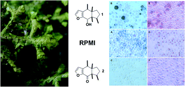 Graphical abstract: Immunomodulatory pinguisane-type sesquiterpenes from the liverwort Porella cordaeana (Porellaceae): the “new old” furanopinguisanol and its oxidation product exert mutually different effects on rat splenocytes