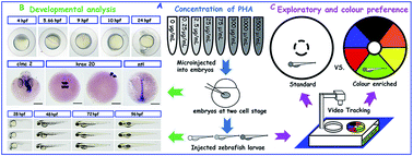 Graphical abstract: Evaluating the biological impact of polyhydroxyalkanoates (PHAs) on developmental and exploratory profile of zebrafish larvae