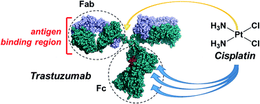 Graphical abstract: Probing the interaction between cisplatin and the therapeutic monoclonal antibody trastuzumab