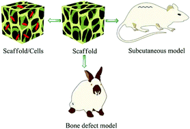 Graphical abstract: Preparation and characterization of foamy poly(γ-benzyl-l-glutamate-co-l-phenylalanine)/bioglass composite scaffolds for bone tissue engineering