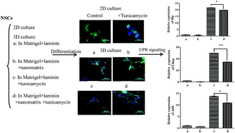 Graphical abstract: Neural stem cell neural differentiation in 3D extracellular matrix and endoplasmic reticulum stress microenvironment