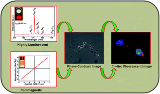 Graphical abstract: Eu3+ doped α-sodium gadolinium fluoride luminomagnetic nanophosphor as a bimodal nanoprobe for high-contrast in vitro bioimaging and external magnetic field tracking applications