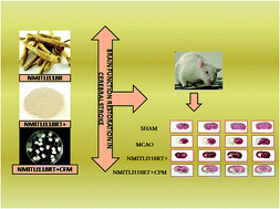 Graphical abstract: Enduring protection provided by NMITLI118RT+ and its preparation NMITLI118RT+CFM against ischemia/reperfusion injury in rats