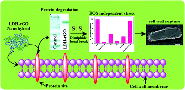 Graphical abstract: Efficient antibacterial activity via protein degradation of a 3D layered double hydroxide–reduced graphene oxide nanohybrid