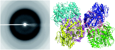 Graphical abstract: Structure analysis of a glycosides hydrolase family 42 cold-adapted β-galactosidase from Rahnella sp. R3