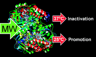 Graphical abstract: Effect of microwave radiation on the activity of catalase. decomposition of hydrogen peroxide under microwave and conventional heating