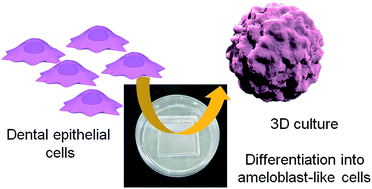 Graphical abstract: A 3D culture model study monitoring differentiation of dental epithelial cells into ameloblast-like cells