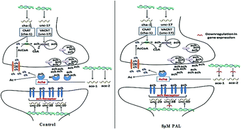Graphical abstract: Palonosetron attenuates 1,2-dimethyl hydrazine induced preneoplastic colon damage through downregulating acetylcholinesterase expression and up-regulating synaptic acetylcholine concentration
