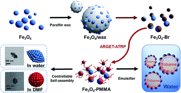 Graphical abstract: Synthesis of amphipathic superparamagnetic Fe3O4 Janus nanoparticles via a moderate strategy and their controllable self-assembly