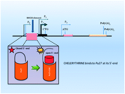 Graphical abstract: Skeleton selectivity in complexation of chelerythrine and chelerythrine-like natural plant alkaloids with the G-quadruplex formed at the promoter of c-MYC oncogene: in silico exploration