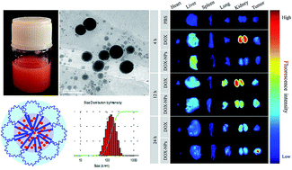 Graphical abstract: Preparation and evaluation of PCL–PEG–PCL polymeric nanoparticles for doxorubicin delivery against breast cancer