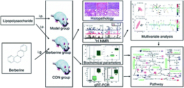 Graphical abstract: NMR metabolic profiling of lipopolysaccharide-induced mice sepsis and the treatment effects of berberine