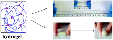 Graphical abstract: Hydrophobic association hydrogels based on N-acryloyl-alanine and stearyl acrylate using gelatin as emulsifier