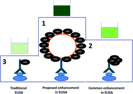 Graphical abstract: Ternary covalent conjugate (antibody–gold nanoparticle–peroxidase) for signal enhancement in enzyme immunoassay