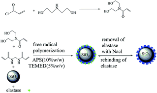 Graphical abstract: Selective adsorption of elastase by surface molecular imprinting materials prepared with novel monomer