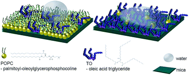 Graphical abstract: Surface free energy tuning of supported mixed lipid layers