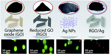 Graphical abstract: Nanotherapy on human acute myeloid leukemia cells using RGO/Ag nanocomposites