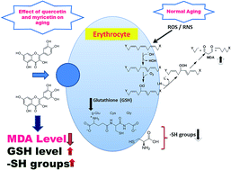 Graphical abstract: Multi-target detection of oxidative stress biomarkers in quercetin and myricetin treated human red blood cells