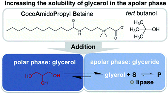 Graphical abstract: The role of phase behavior in the enzyme catalyzed synthesis of glycerol monolaurate