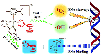 Graphical abstract: A ferrocenyl pyridine-based Ru(ii) arene complex capable of generating ·OH and 1O2 along with photoinduced ligand dissociation