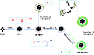 Graphical abstract: Metallothionein-immobilized silica-coated magnetic particles as a novel nanobiohybrid adsorbent for highly efficient removal of cadmium from aqueous solutions