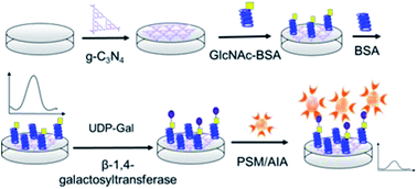 Graphical abstract: A sensitive electrogenerated chemiluminescence biosensor for galactosyltransferase activity analysis based on a graphitic carbon nitride nanosheet interface and polystyrene microsphere-enhanced responses