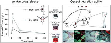 Graphical abstract: In vivo drug release behavior and osseointegration of a doxorubicin-loaded tissue-engineered scaffold
