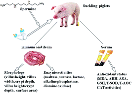 Graphical abstract: Spermine: new insights into the intestinal development and serum antioxidant status of suckling piglets